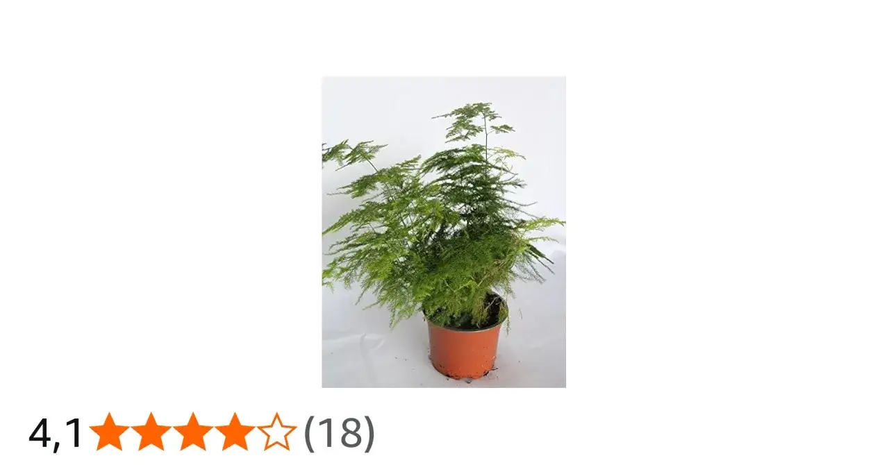 Planta de esparraguera plumosa en maceta naranja, con follaje verde y delicado, ideal para decorar tu hogar.