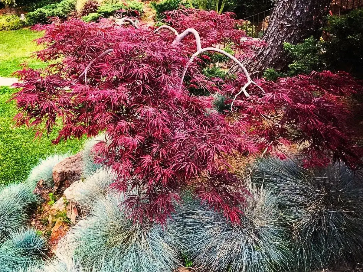 Un hermoso arce japonés de hoja roja, con sus ramas colgantes, se alza sobre césped verde y pastos azules.