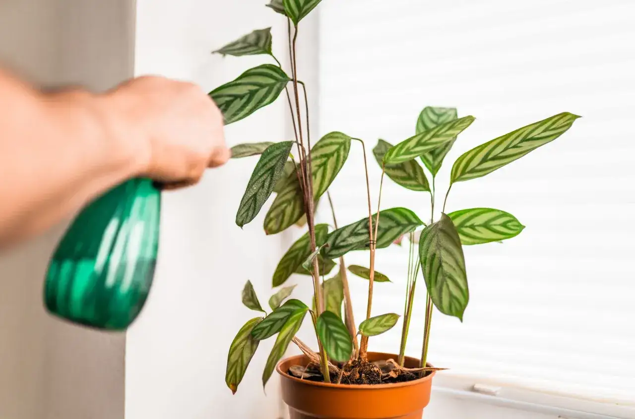 Pulverizando agua sobre una planta de maranta leuconeura con hojas verdes y rayadas, cuidando su exuberante follaje.