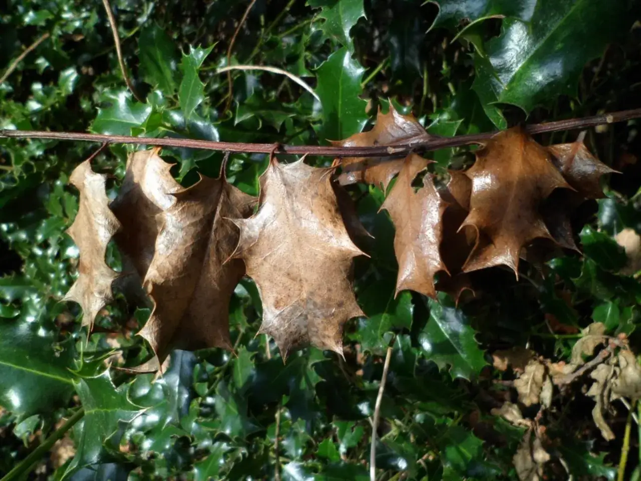 Hojas secas de acebo cuelgan de una rama, mostrando posibles signos de enfermedades. Las hojas verdes y brillantes del acebo contrastan con las marrones y marchitas.