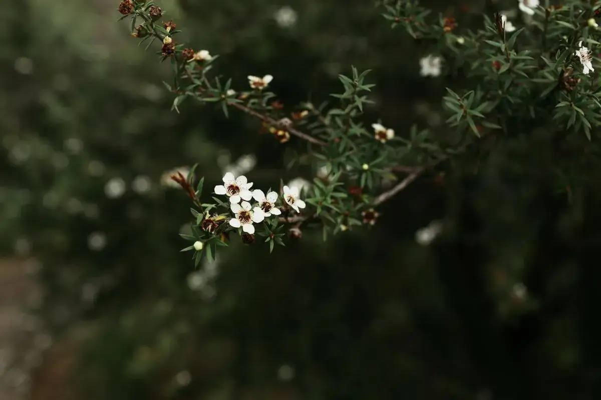 Delicadas flores blancas de Leptospermum scoparium, con detalles de sus cuidados.