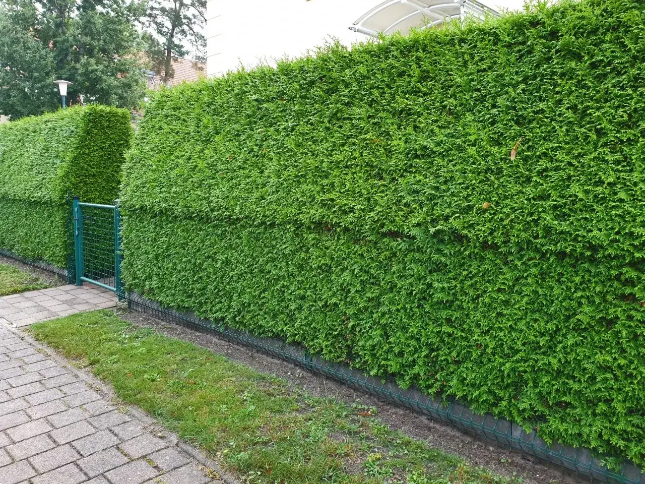 Un seto verde y frondoso, como tuya planta, se extiende a lo largo de un camino de adoquines, con una puerta metálica.