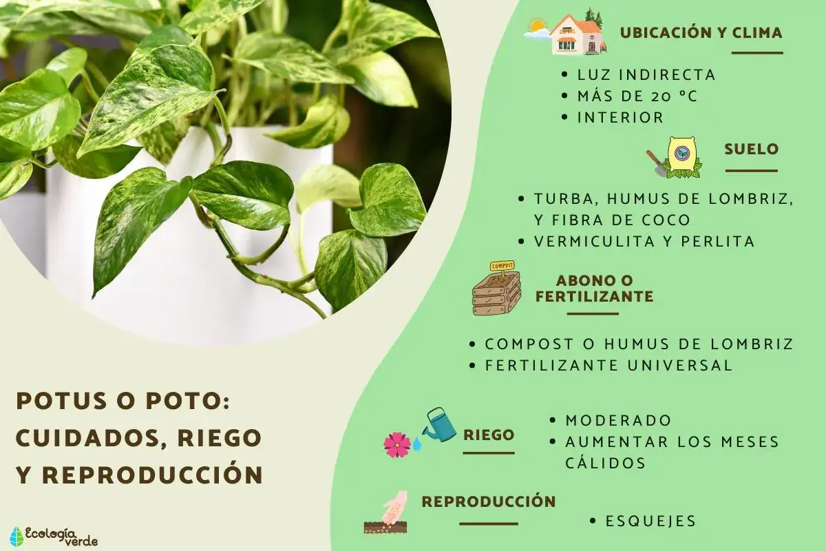 Poto frondoso: cuidados, riego y reproducción. Aprende cómo hacer un poto frondoso con luz indirecta, suelo adecuado y abono.