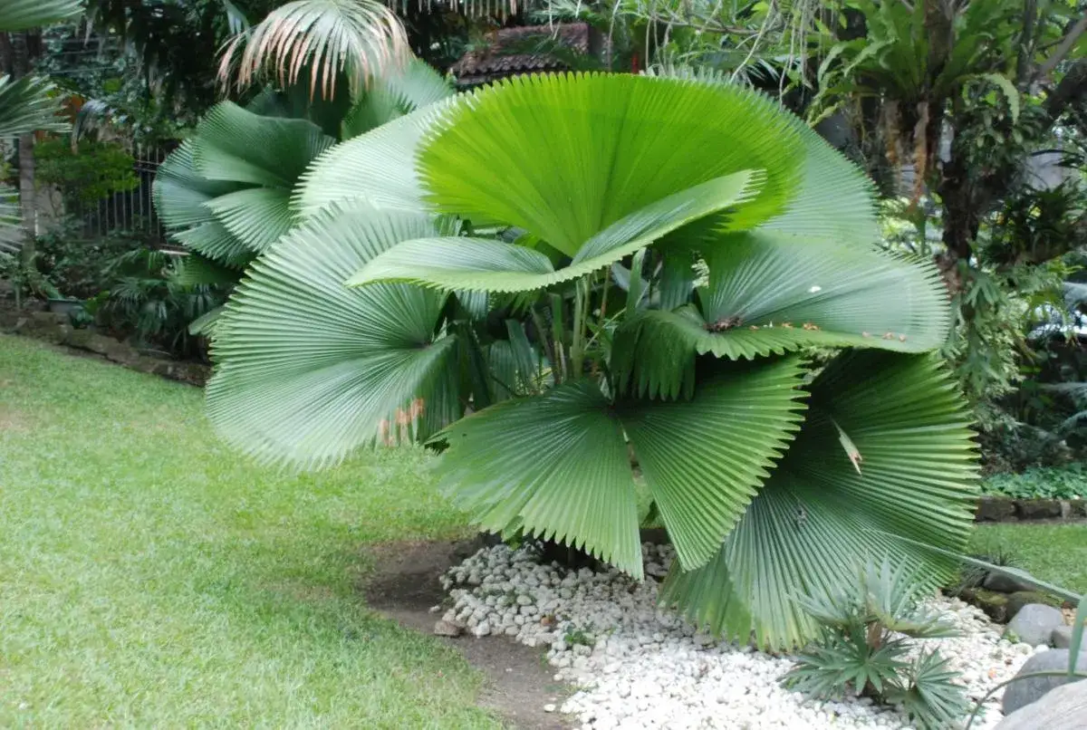 Palmera de abanico con hojas verdes vibrantes, como abanicos gigantes desplegados. Un hermoso ejemplar de cocos nucifera en un jardín exuberante.
