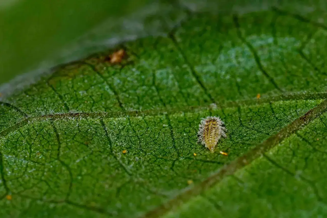 Larva de crisopa, depredadora de varios tipos de cochinillas, camuflada en una hoja verde.