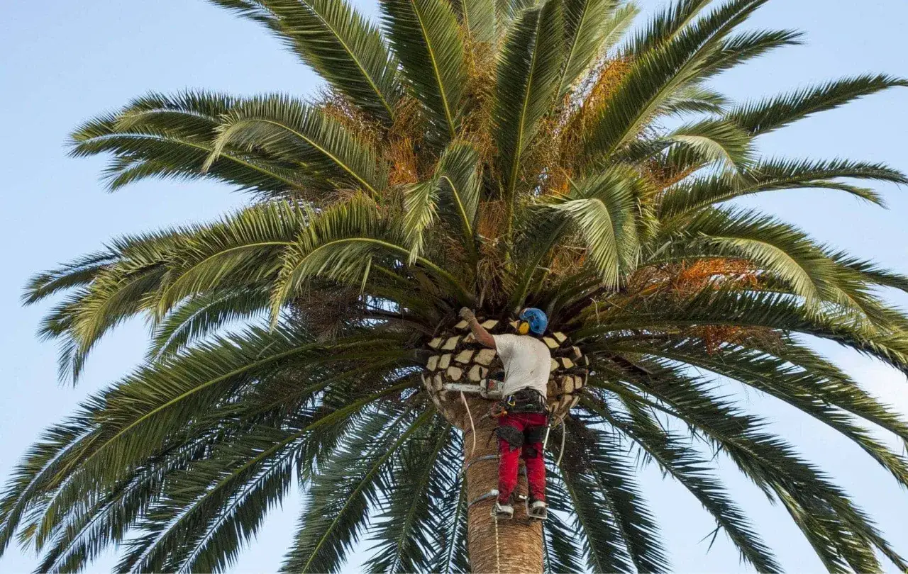Un trabajador con equipo de seguridad poda una palmera alta. Es un día soleado, ideal cuando se podan las palmeras.