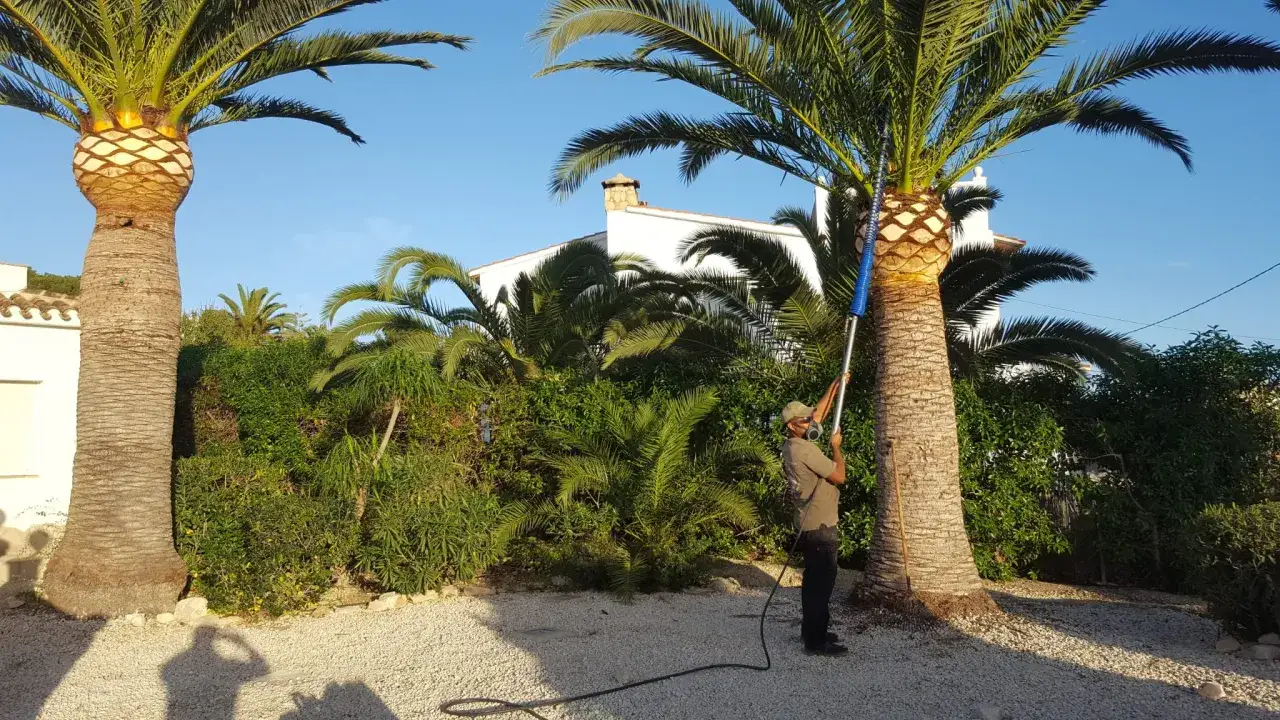 Hombre realizando la poda de palmeras con una herramienta telescópica. El cielo está despejado y el sol ilumina la escena.