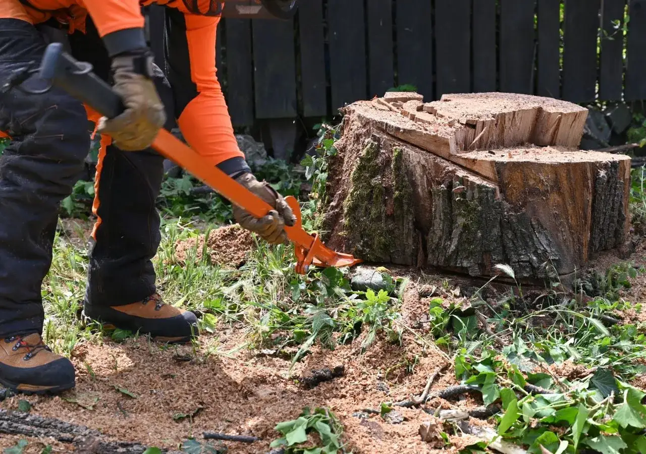 Persona con equipo naranja usa herramienta para quitar tocon arbol. Aserr&iacute;n y vegetaci&oacute;n cubren el suelo.