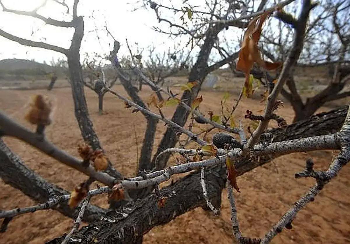 Ramas secas de almendro, con brotes incipientes, sugieren la esperanza de cómo revivir un almendro seco.
