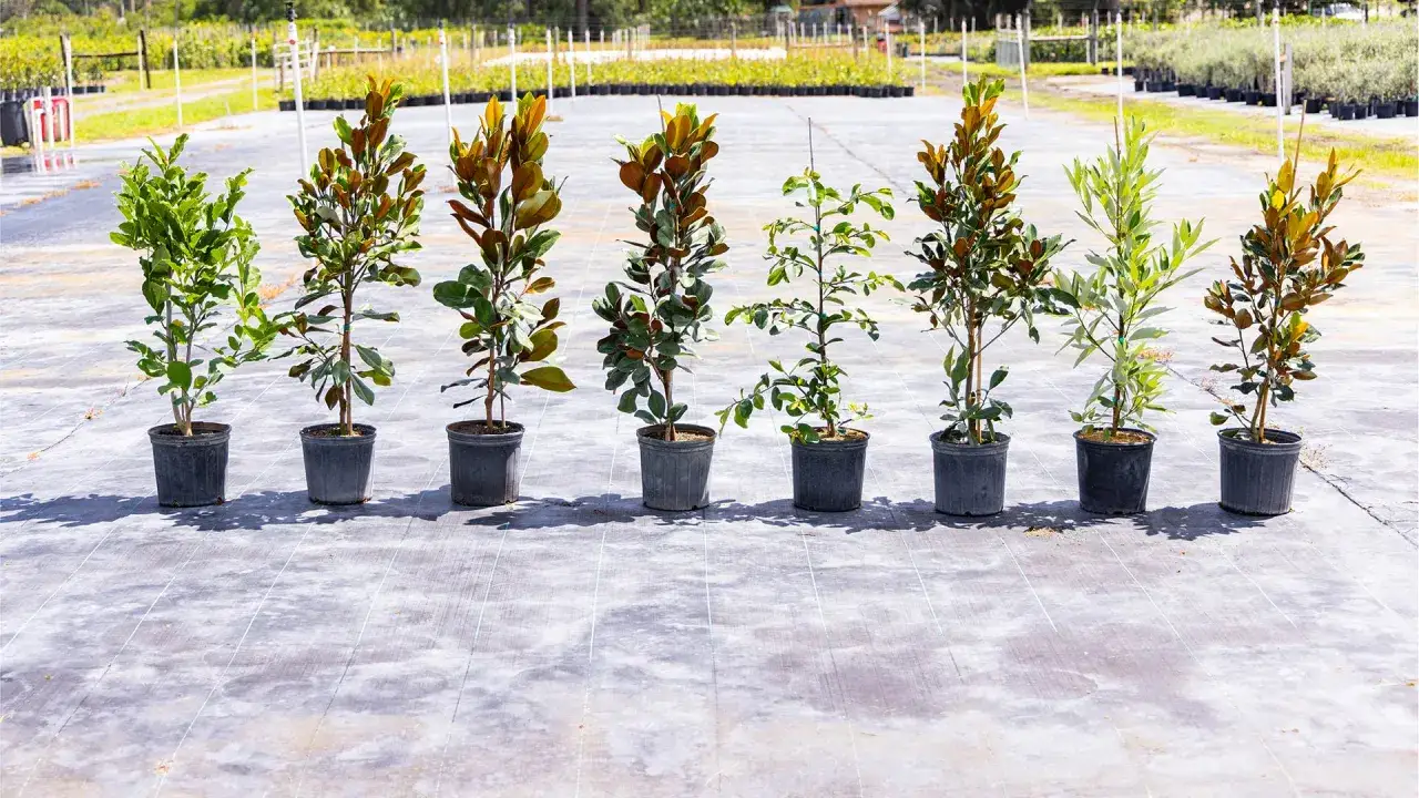 Plantas en macetas alineadas, algunas con hojas verdes y otras con tonos rojizos, mostrando la diferencia entre magnolio y magnolia.