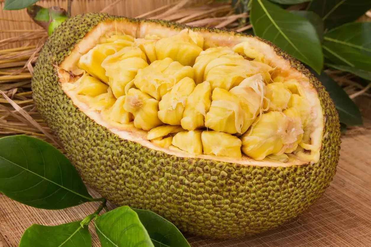 Un árbol de pan abierto revela su pulpa amarilla y fibrosa, lista para ser disfrutada.