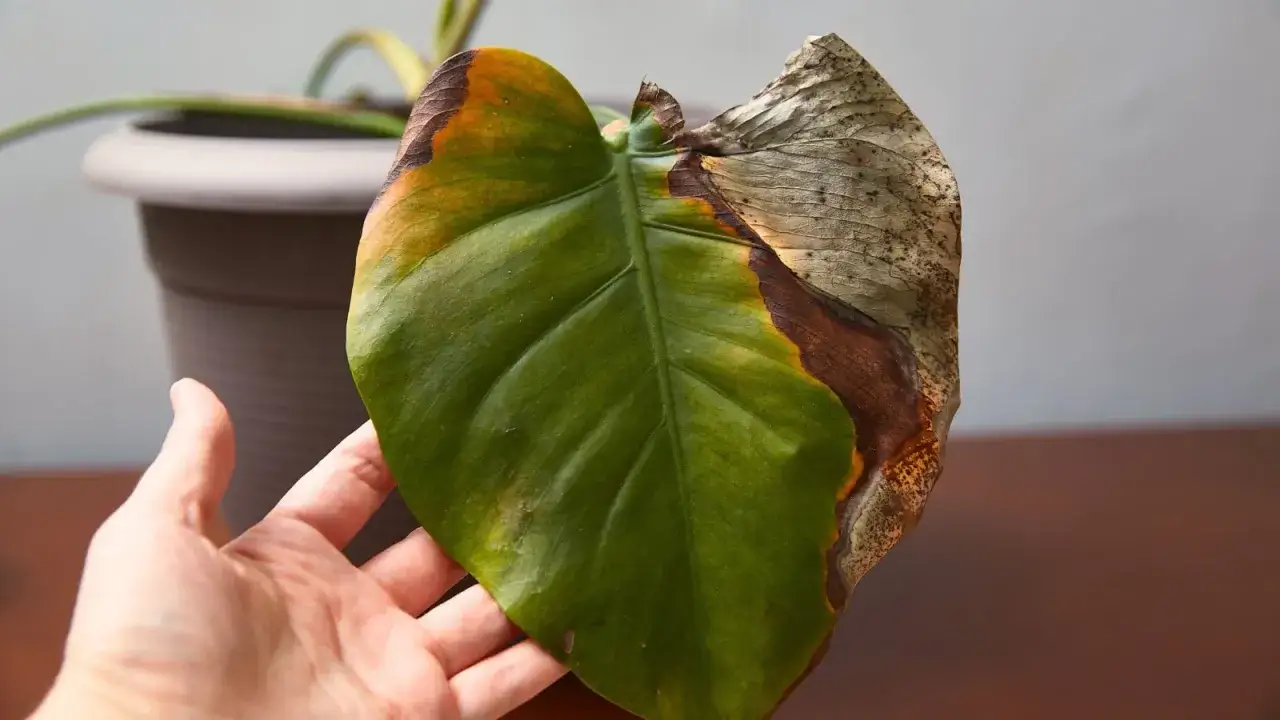 Hoja de planta de interior con bordes secos y marrones, indicativo de enfermedades de las plantas de interior.
