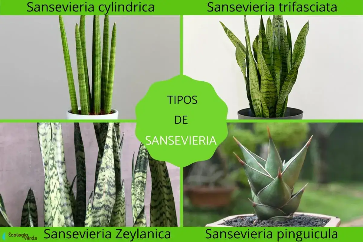 Explora diversos tipos de sansevieria: cil&iacute;ndrica, trifasciata, zeylanica y pinguicula.