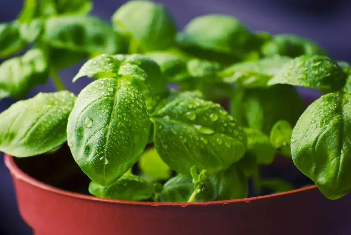 Plantas de albahaca en maceta, con hojas verdes y gotas de agua. Consejos para albahaca cuidados.