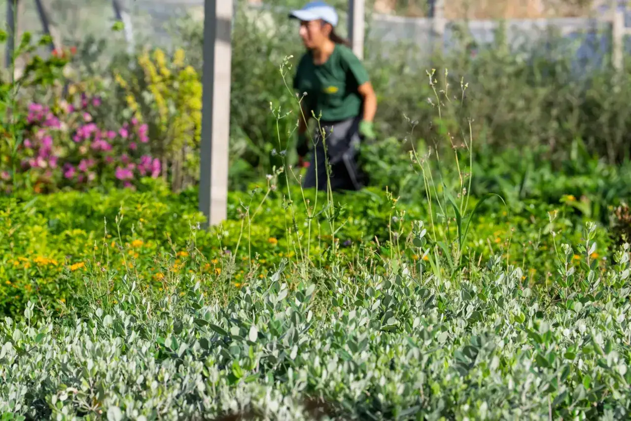 Primer plano de una eugenia planta con flores rosadas y amarillas al fondo. Una persona trabaja en el jardín.