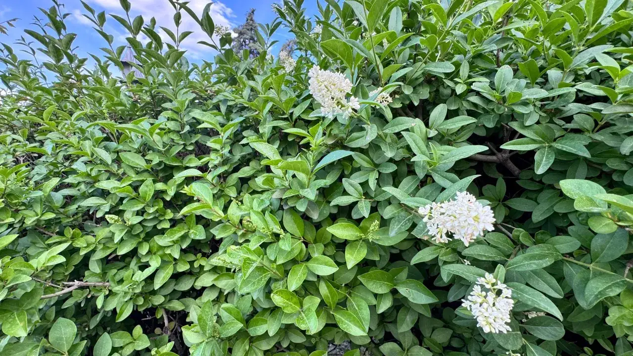 Setos frondosos con flores blancas, ideales para plantar setos para cerramiento y crear un espacio privado y natural.
