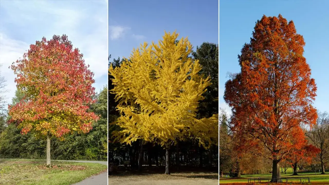 Tres árboles de hoja caduca en pleno otoño: uno con hojas rojas y amarillas, otro amarillo brillante y uno anaranjado intenso.