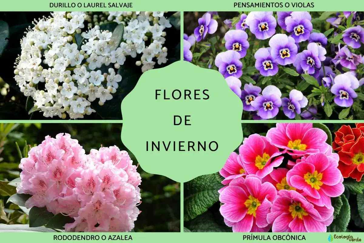 Cuatro imágenes de flores de invierno: durillo blanco, pensamientos morados, rododendro rosa y prímula fucsia.