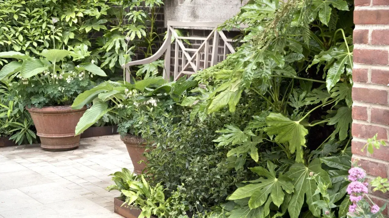 Un exuberante jardín con grandes hojas de Fatsia japonica, macetas de terracota y un banco de madera.