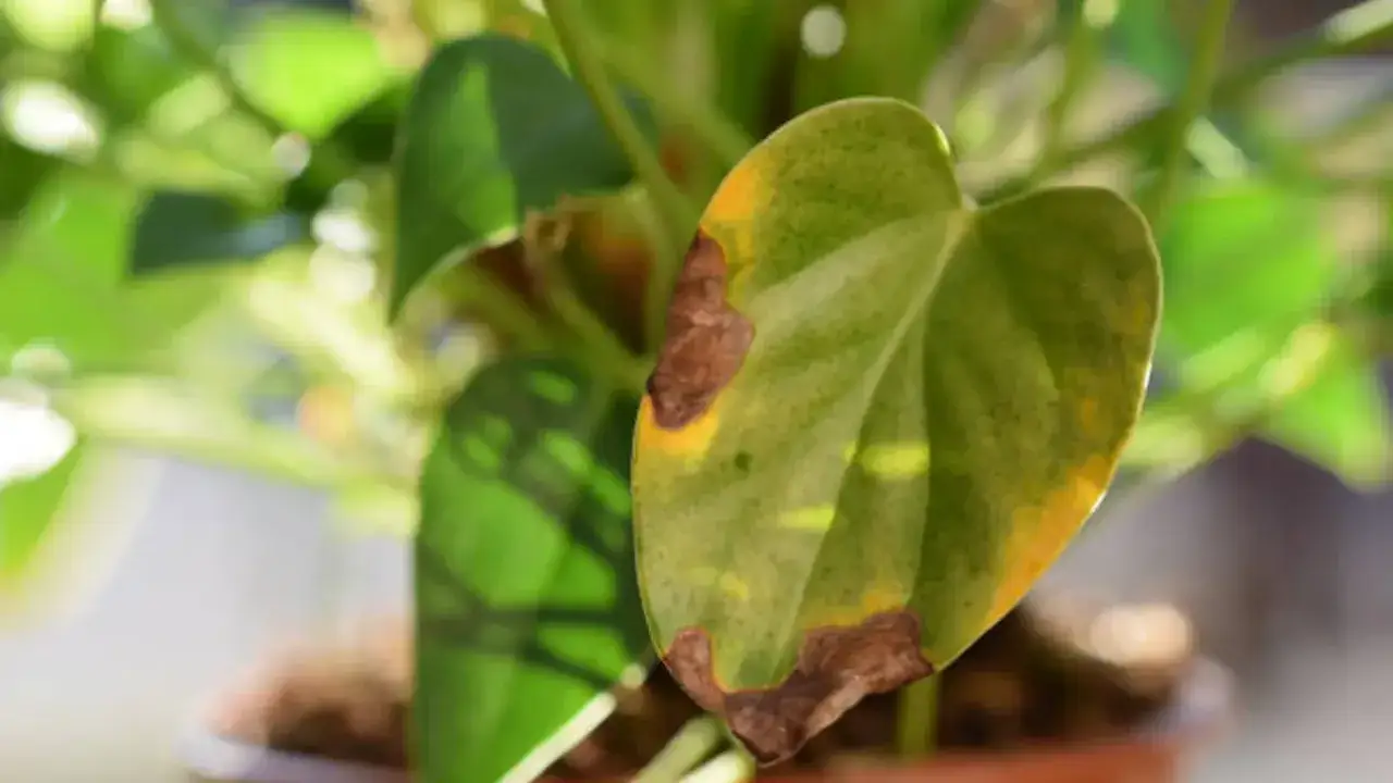 Primer plano de una hoja de limonero con manchas marrones y bordes amarillos, indicando que necesita cuidados.
