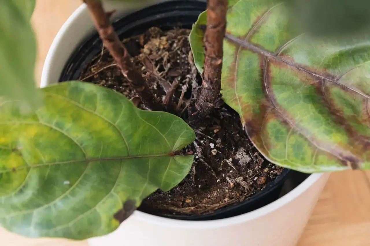 Hojas amarillas y marrones en planta de interior, indicando problemas de riego o nutrición. Descubre porque se caen las hojas de las plantas de interior.