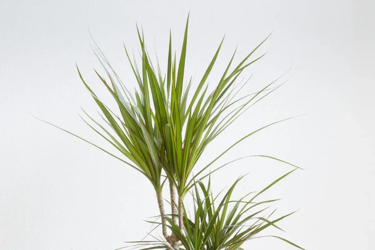 Dracaena marginata cuidados: planta de interior con hojas verdes y finas, ideal para espacios luminosos.