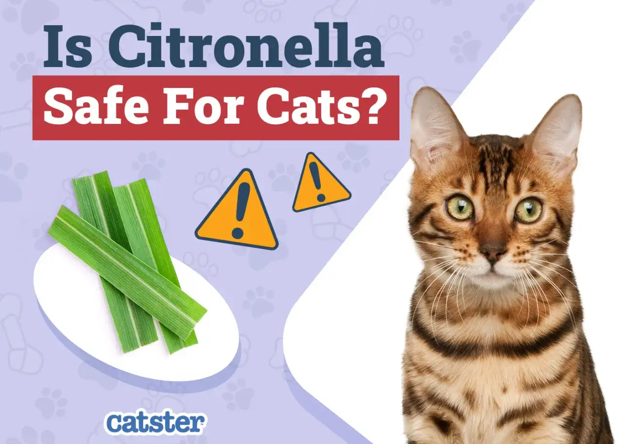 Un gato mira con cautela un plato con hojas de citronela, advirtiendo que la citronela es tóxica para los gatos.