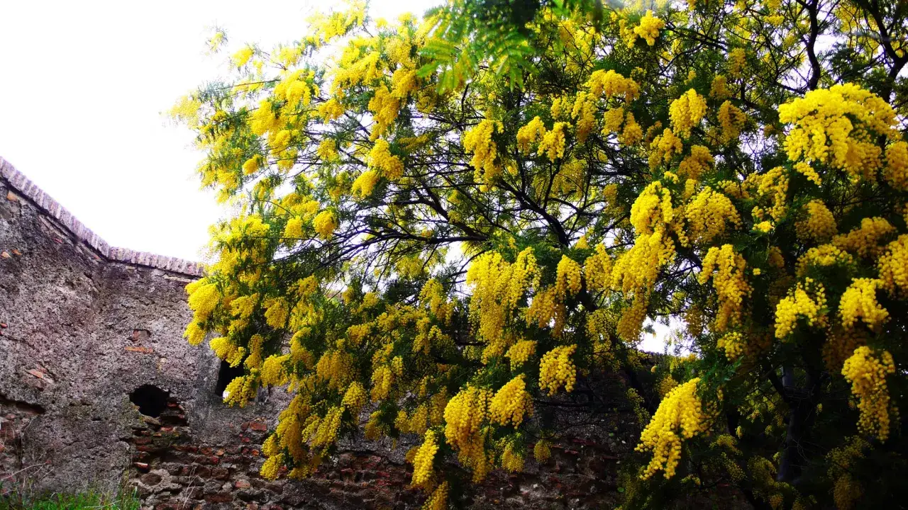 Un árbol con flores amarillas, como cascadas doradas, se alza junto a un muro de piedra antiguo.
