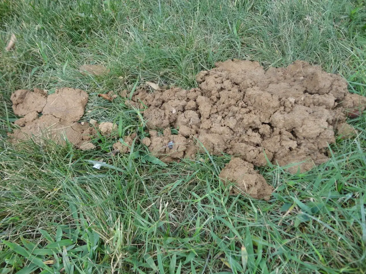 Montículo de tierra recién removida en el césped, indicando la presencia de topos. Podría ser el lugar donde se aplicó veneno casero para topos.