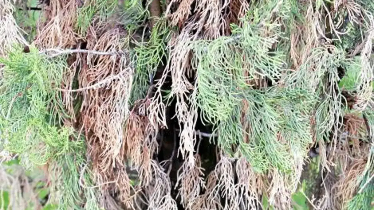 Primer plano de ramas de ciprés con follaje verde y seco, mostrando posibles enfermedades del ciprés.