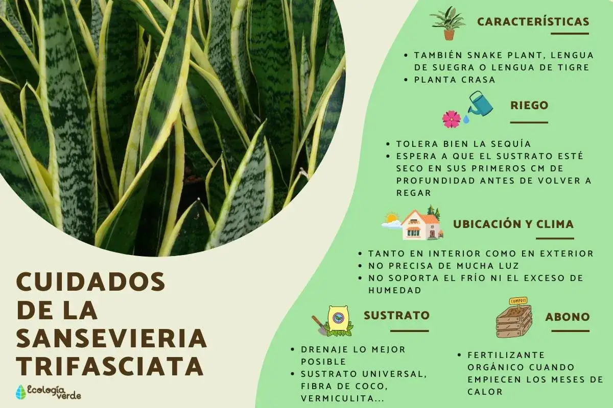 Planta Sansevieria Trifasciata, también conocida como lengua de suegra, con sus hojas verdes y amarillas. Guía de cuidados: riego, ubicación, sustrato y abono.