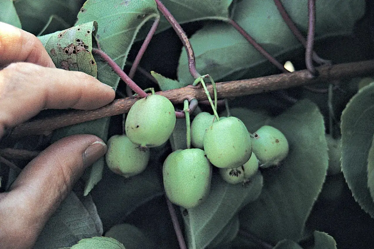 Dedos humanos tocan pequeños esquejes de kiwi verdes colgando de una rama.