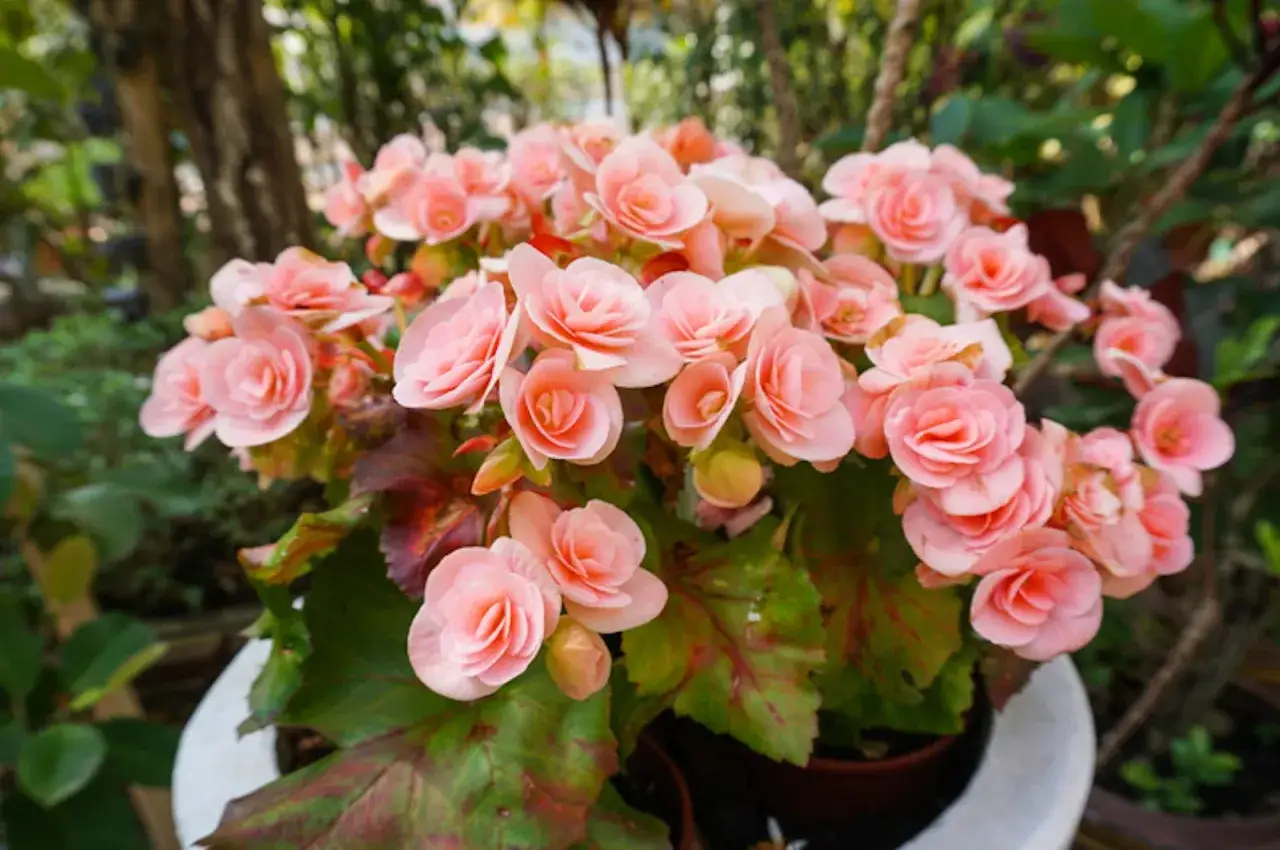 Un ramo exuberante de begonias de interior en tonos rosa p&aacute;lido, con hojas verdes y rojizas, florece en una maceta blanca.