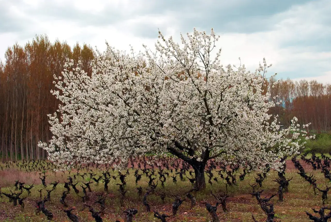 Un árbol solitario en plena floración de cerezos se alza sobre un viñedo dormido.