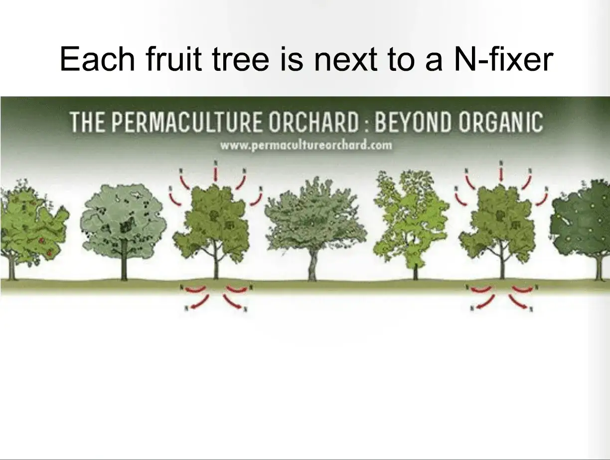 Ilustración de un huerto permacultural. Cada frutal tiene un fijador de nitrógeno cerca, optimizando la distancia entre frutales para el crecimiento.