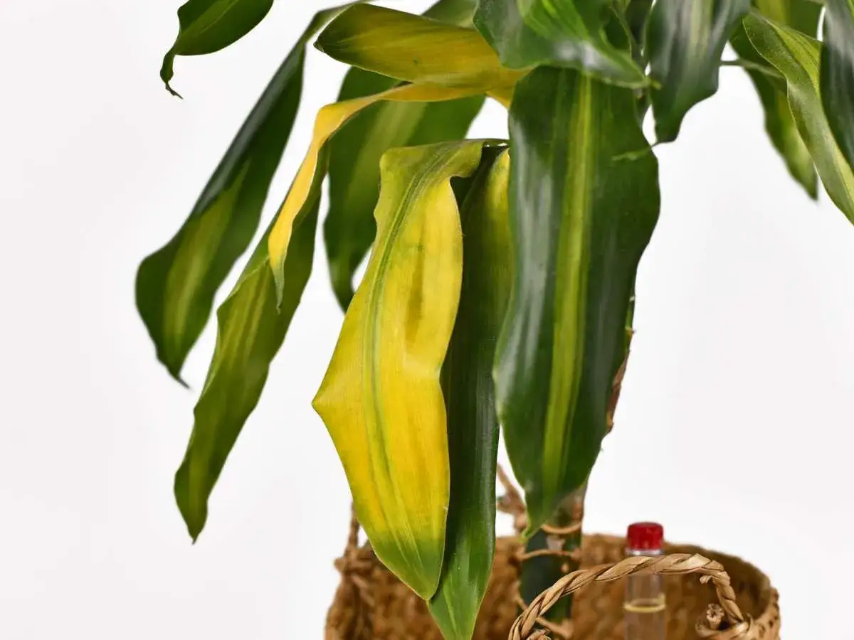 Tronco de Brasil con hojas amarillas y verdes, algunas marchitas, en una cesta de mimbre.