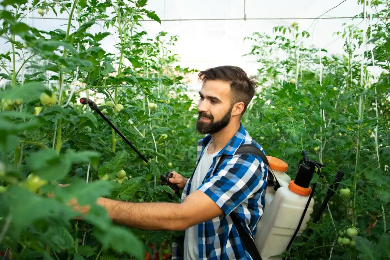Hombre con mochila fumigadora aplica el mejor insecticida casero que existe a plantas de tomate en invernadero.
