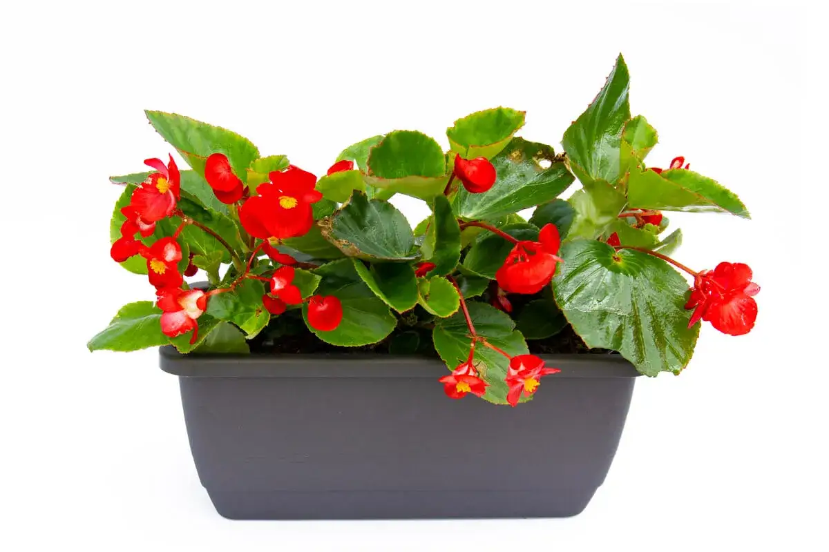 Maceta con vibrantes begonias rojas y hojas verdes. Estas fotos muestran distintos tipos de begonias, perfectas para añadir color.