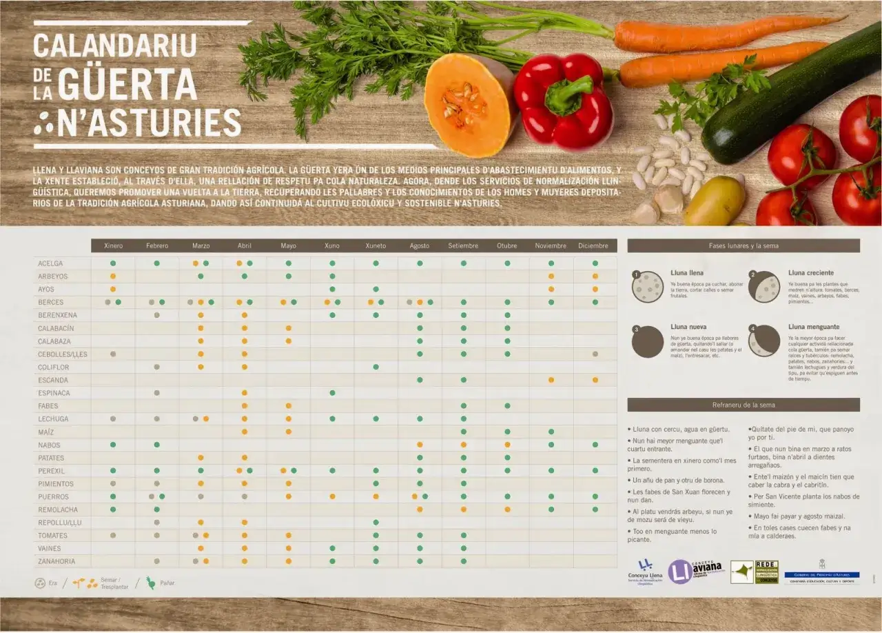 Calendario de huerta: cuándo plantar calabacín es en abril, mayo y junio.