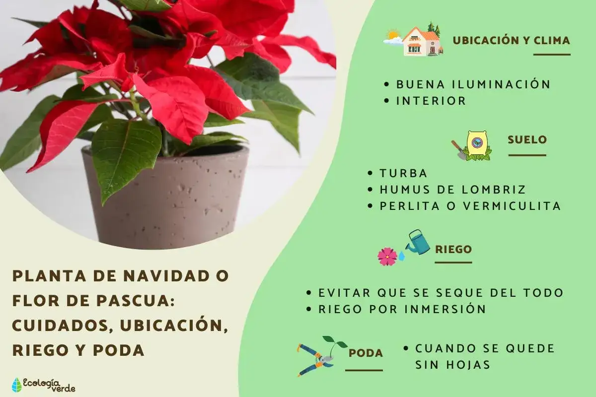 Flor de pascua en verano, cuidada en interior con buena iluminación. Sus cuidados incluyen riego y poda.