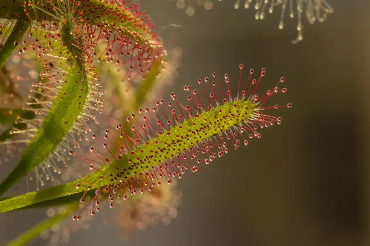 Una planta carnívora con tentáculos rojos y brillantes que parecen gotas de rocío.