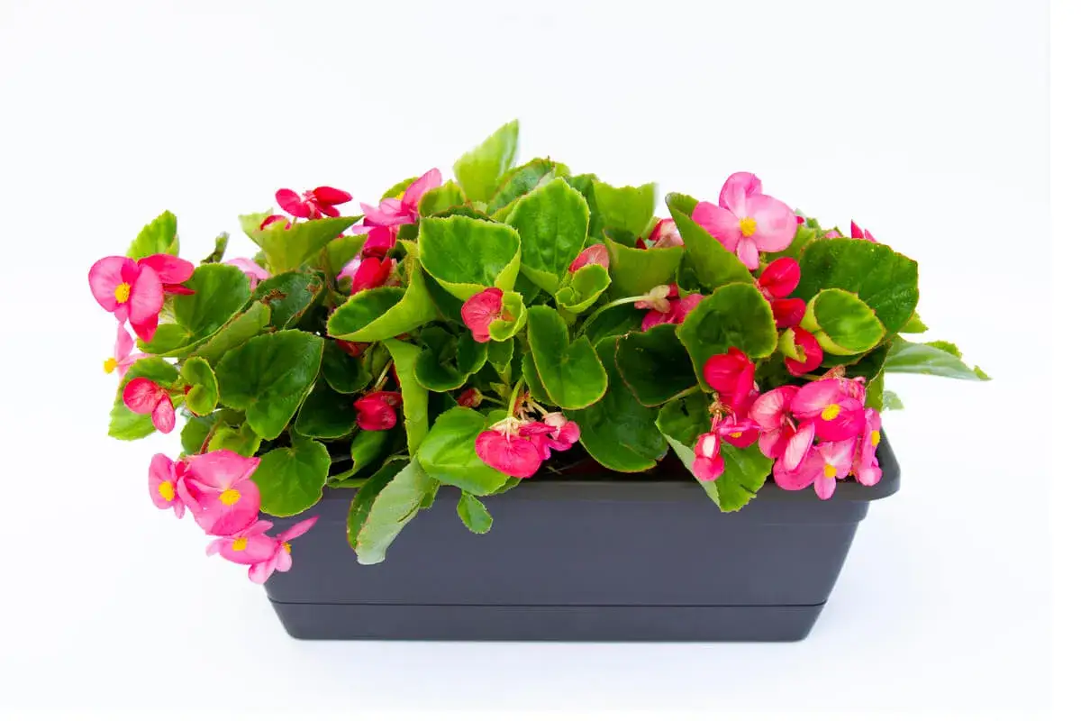 Macizo de begonias rosadas y rojas en maceta negra. Variedad de tipos de begonias, fotos de flores vibrantes.