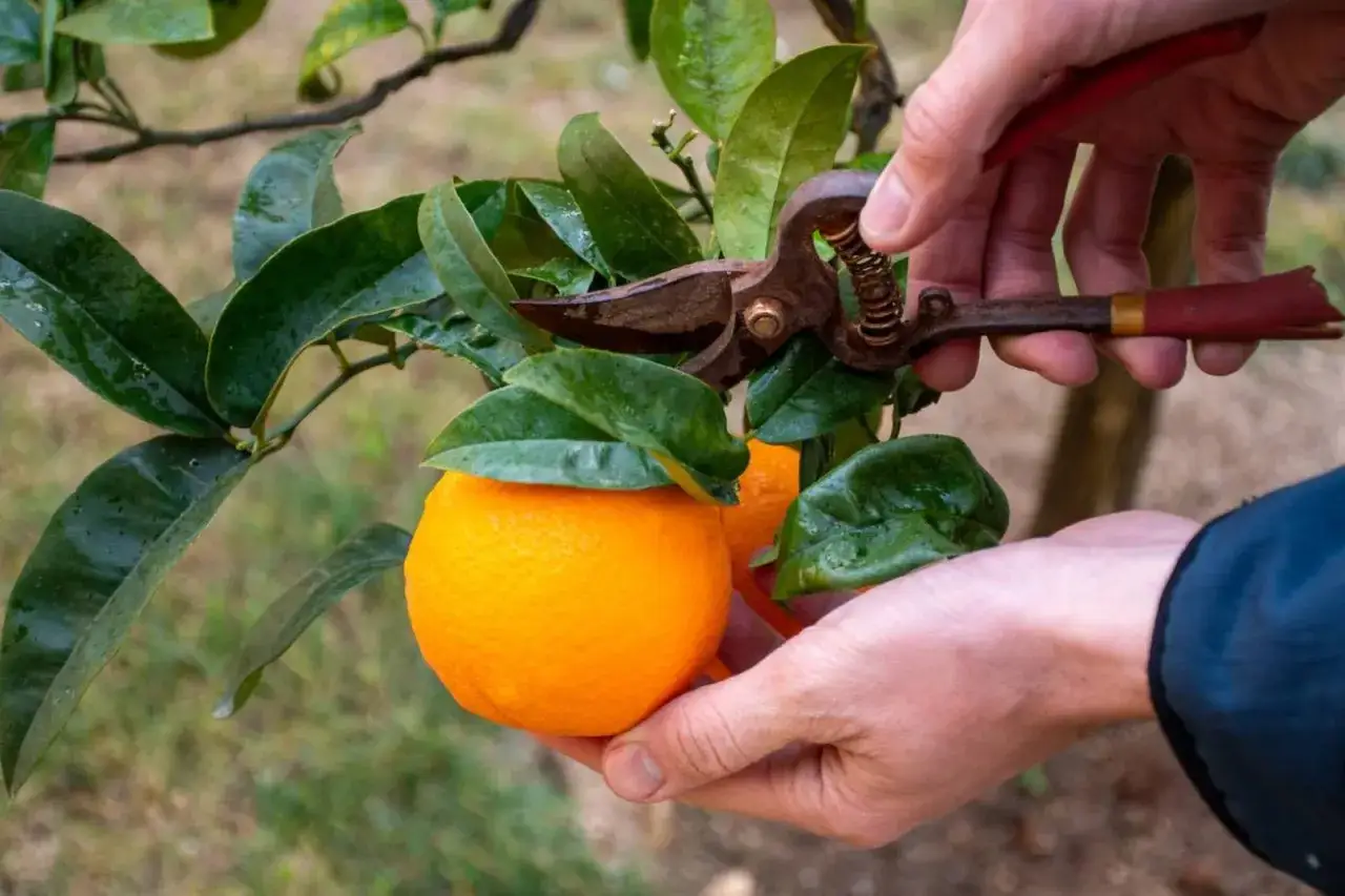 Manos podando un naranjo con tijeras, cerca de una naranja madura.