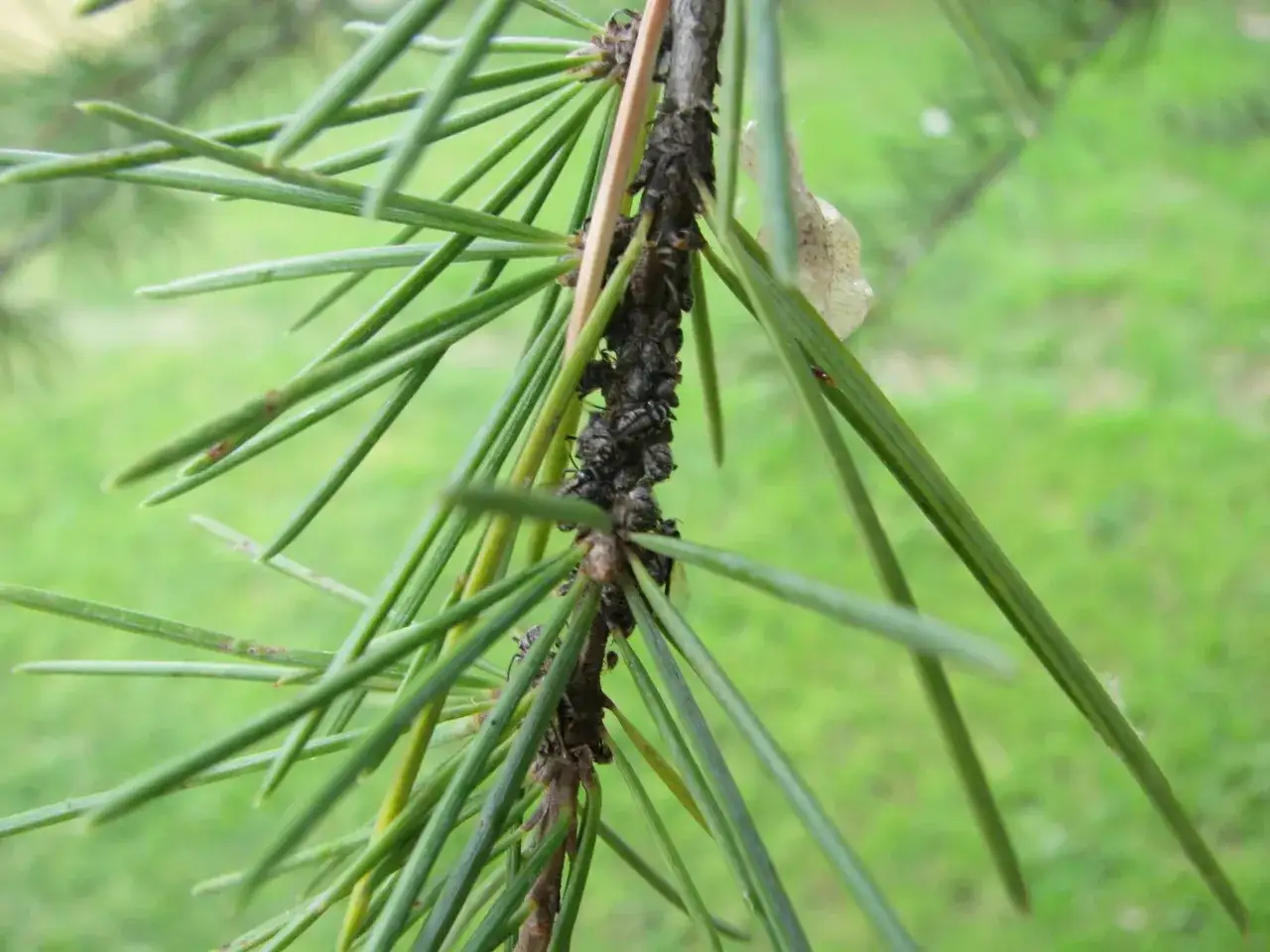 Plaga de pulgones en un ciprés, un ejemplo de enfermedades del ciprés. Fotos de insectos chupadores en ramas verdes.