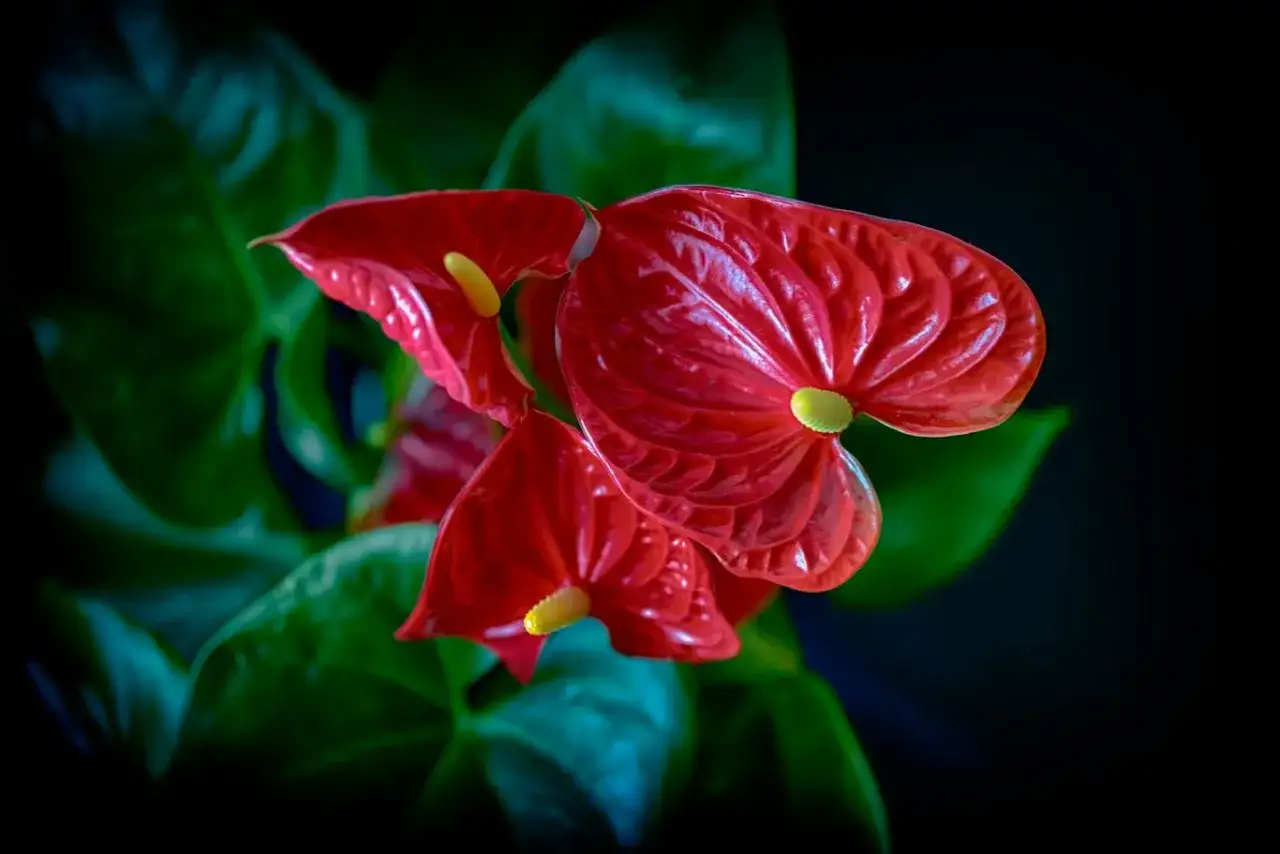 Tres anthuriums rojos brillantes, flores que no necesitan sol, con hojas verdes oscuras y un fondo negro.