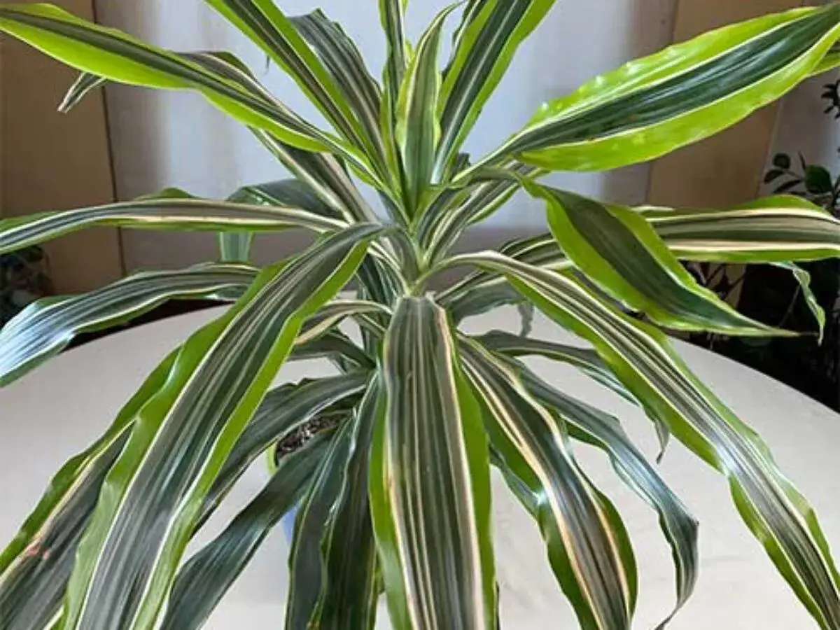 Dracaena massangeana, o planta de interior con hojas verdes y blancas. Sus cuidados son sencillos, ideal para principiantes.