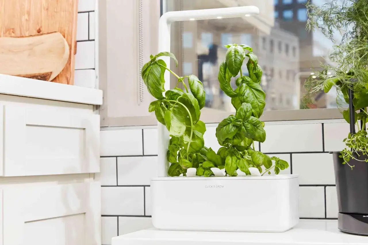 Plantas de albahaca creciendo en un sistema de cultivo hidropónico moderno, con luz LED integrada.