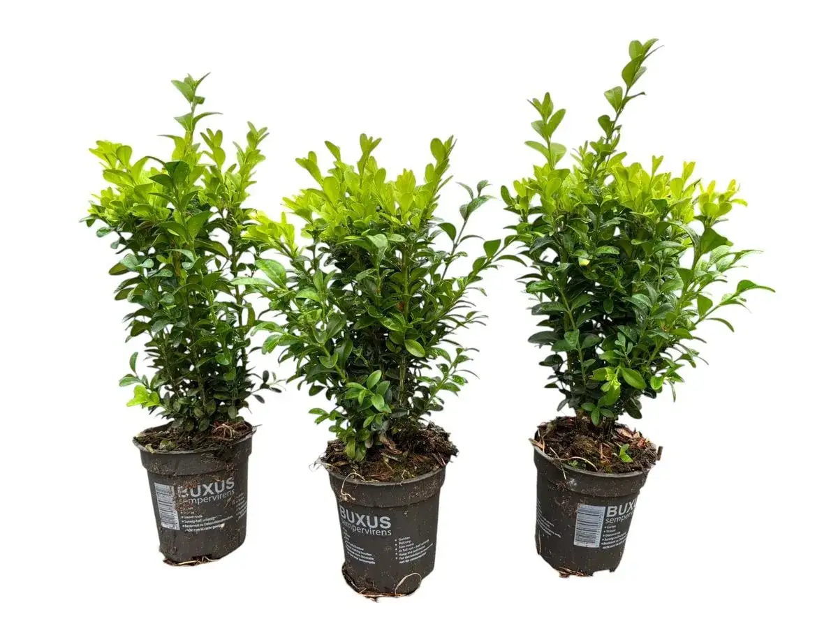 Tres plantas de boj en macetas, mostrando diferentes tipos de boj, ideales para jardinería y setos.