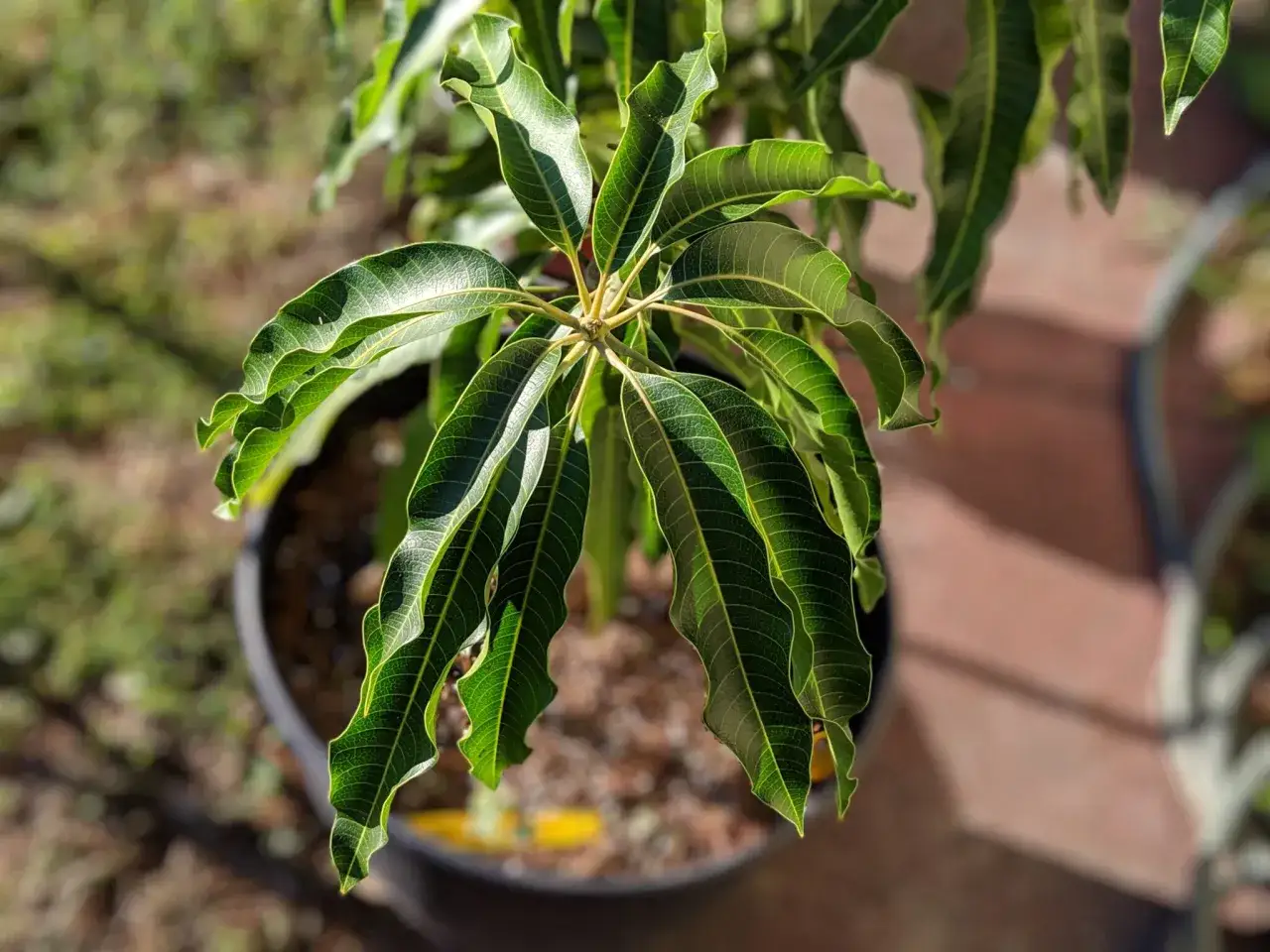 Un joven árbol de mango en maceta, con hojas verdes vibrantes y venas marcadas. Pronto será un gran árbol para plantar mango.