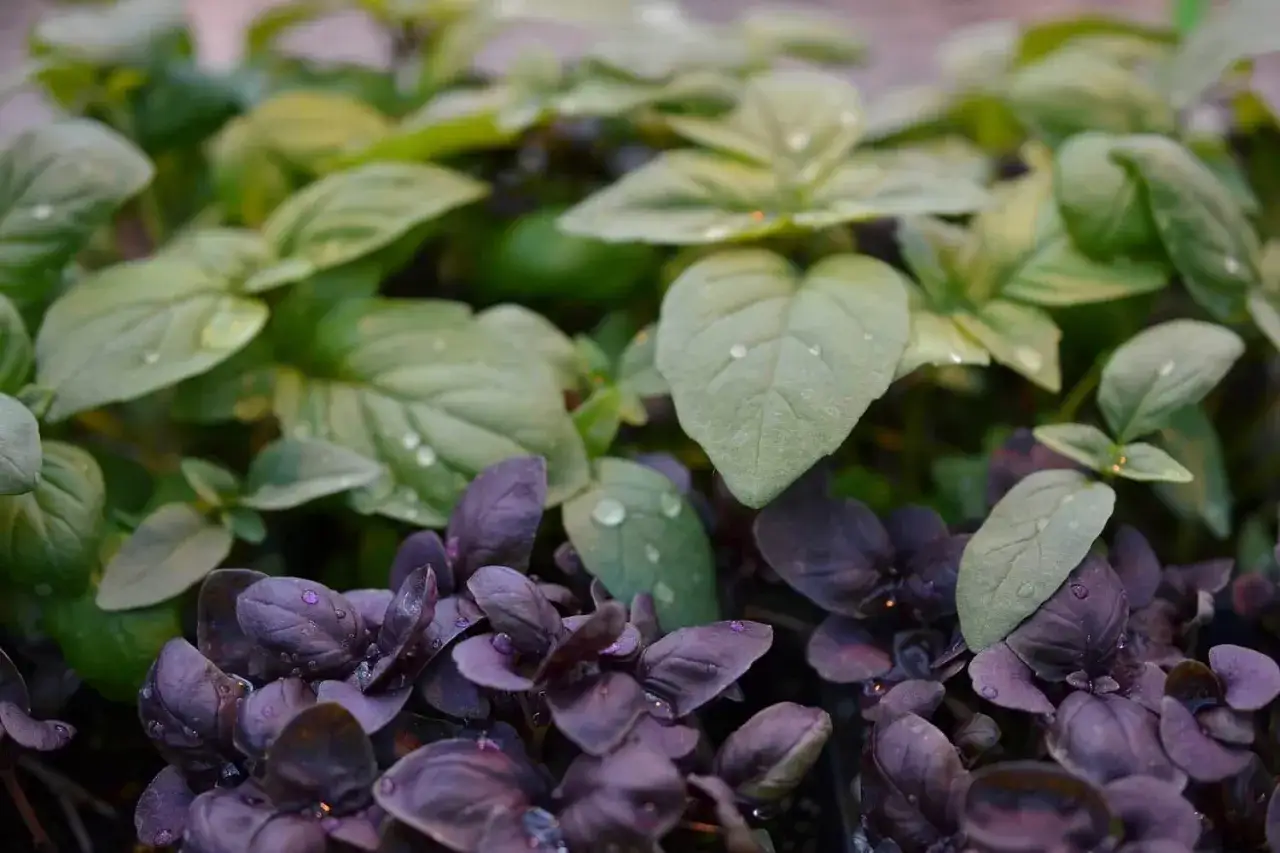 Primer plano de dos tipos de albahaca: verde brillante y morada oscura, con gotas de agua sobre las hojas.